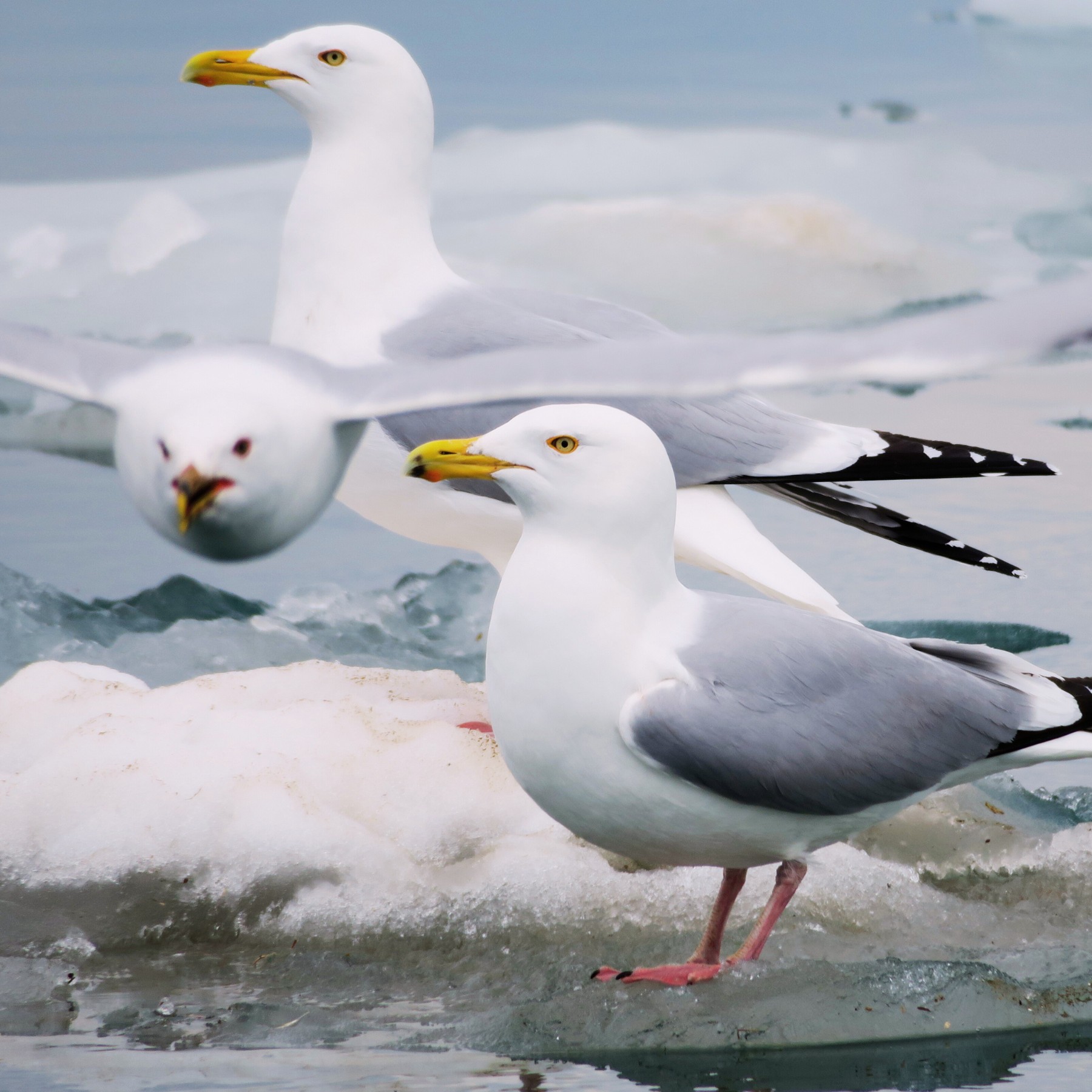 Three seagulls standing and hovering over ice.